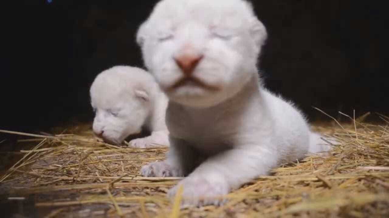 Rare White Lion Cubs Born In Crimean Safari Park