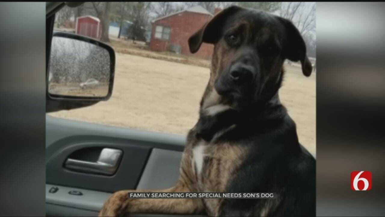 Family Desperately Searching For Therapy Dog