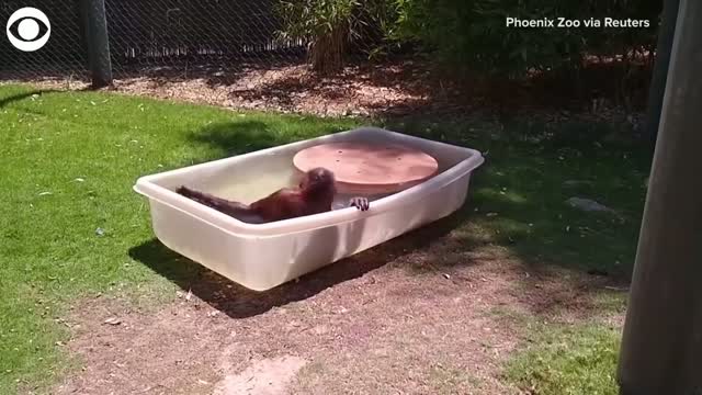 Watch: Orangutan Cools Down In Tub