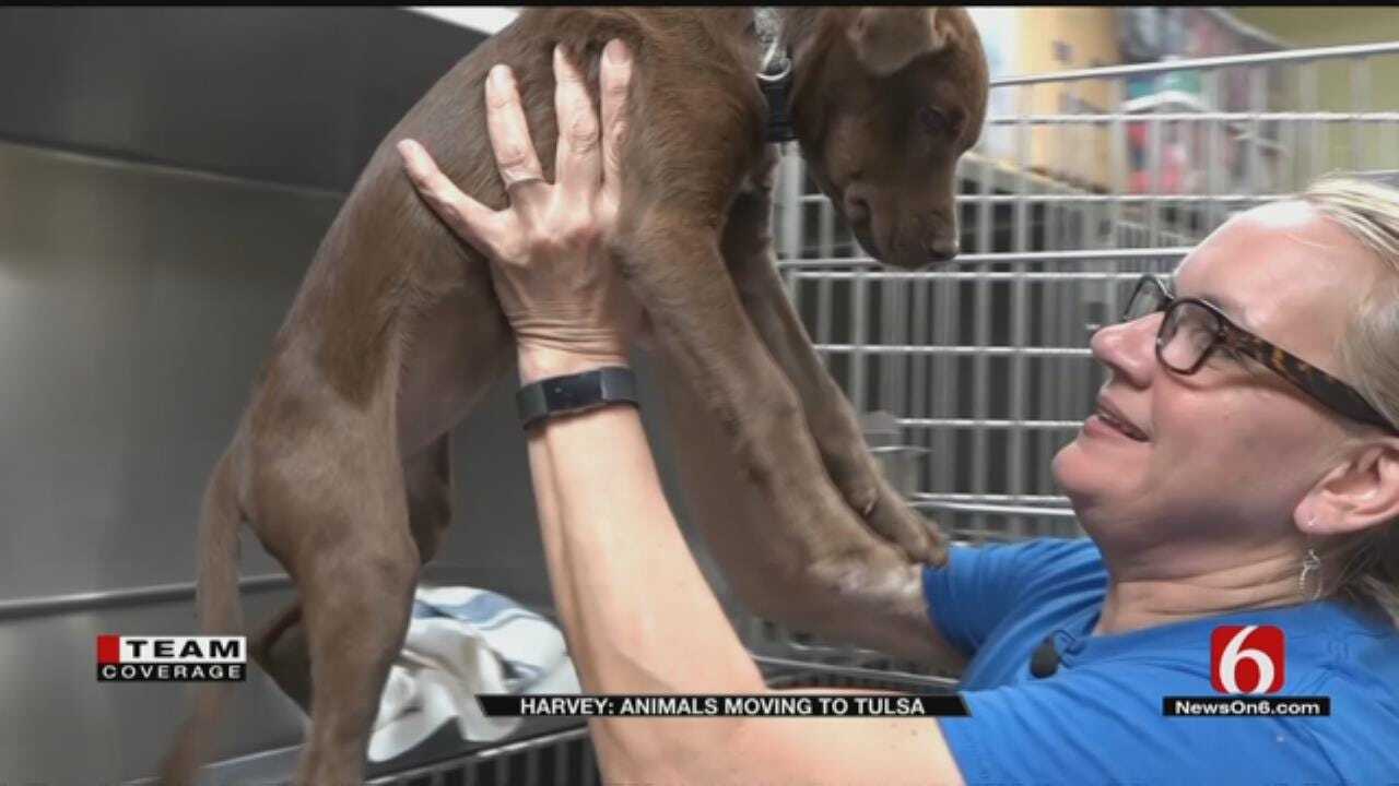 Tulsa Humane Society Has Team In Houston Helping At Animal Shelters