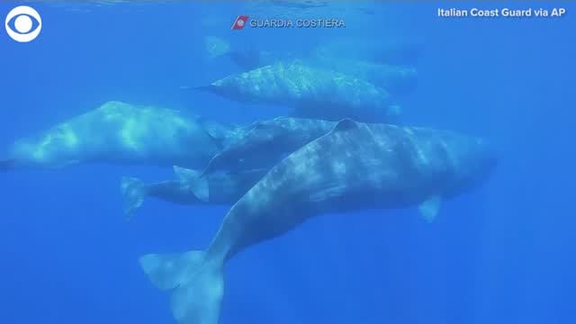 WATCH: Pod Of Whales Spotted Off Southern Italy