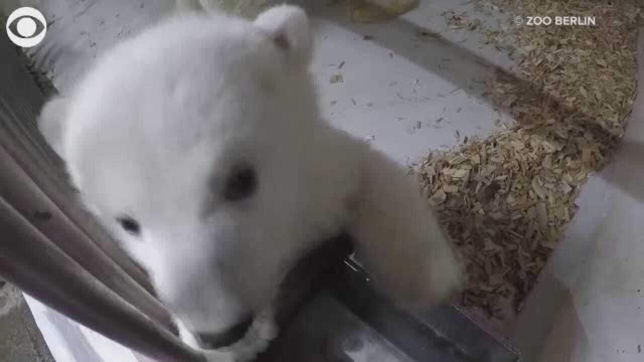 Polar Bear Cubs Play Around
