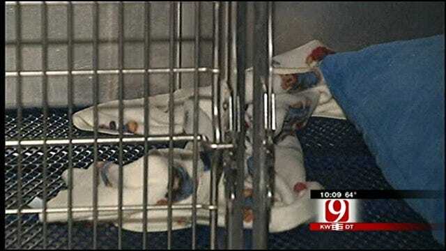 Guthrie Family Rides Out Tornado In Animal Kennels