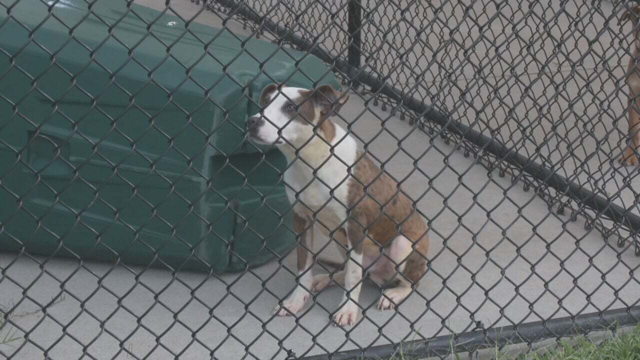 Tulsa Animal Welfare Looks To Clear The Shelter By Waiving Adoption Fees