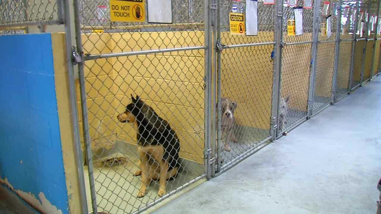Tulsa Animal Welfare Hopes To ‘Clear The Shelter’ This Weekend