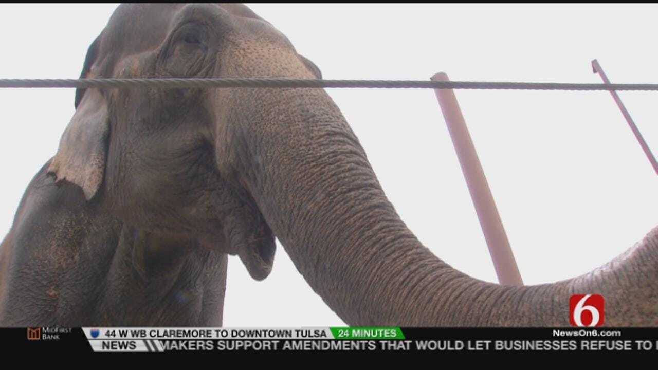 Gunda The Elephant Turns 67 At Tulsa Zoo