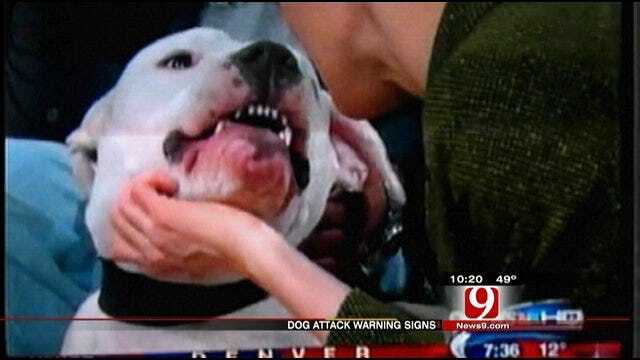 Dog Behaviorist Says Dog Bit News Anchor For A Reason