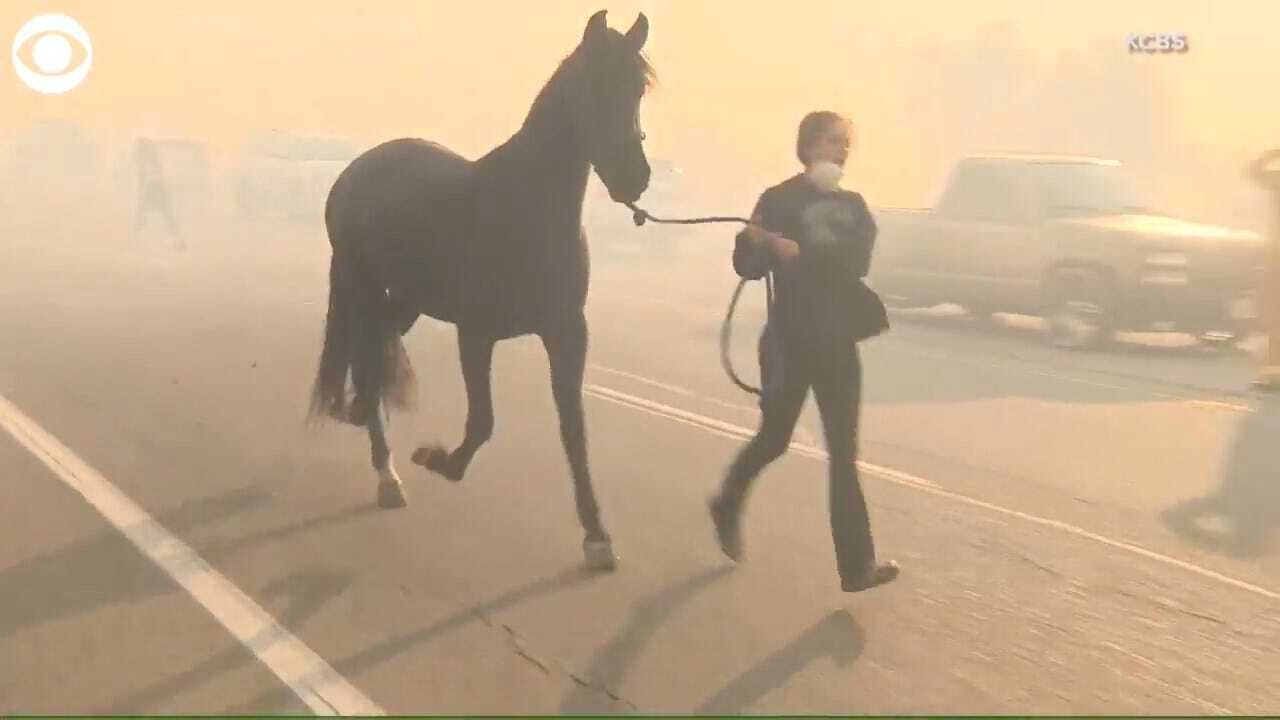 WATCH: People In California Rush To Save Horses, Goats