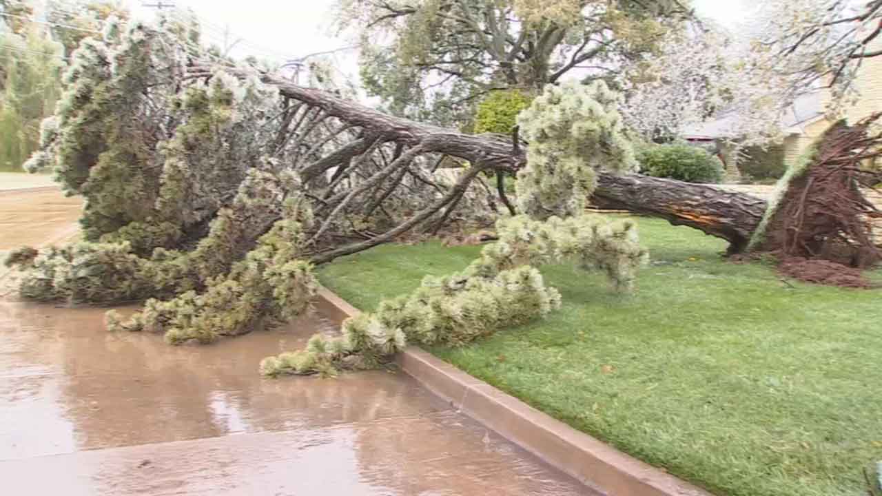 Experts Say Many Storm-Damaged Trees Are Salvageable
