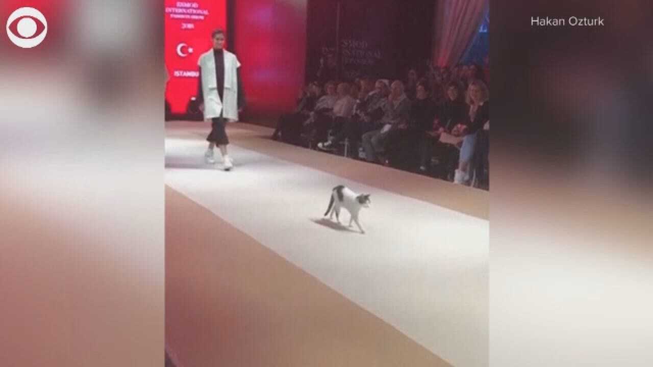 Feline Gives New, Literal Meaning To 'Catwalk'