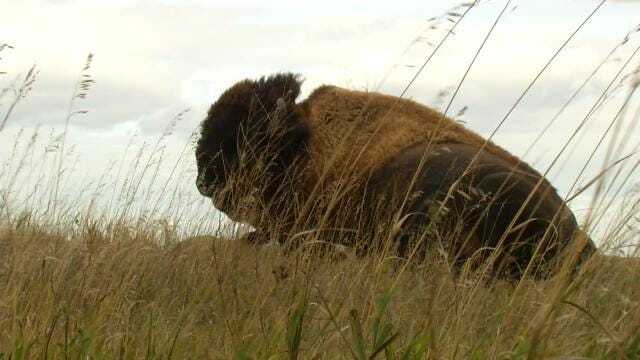 Bison Return To The Tallgrass Prairie Preserve