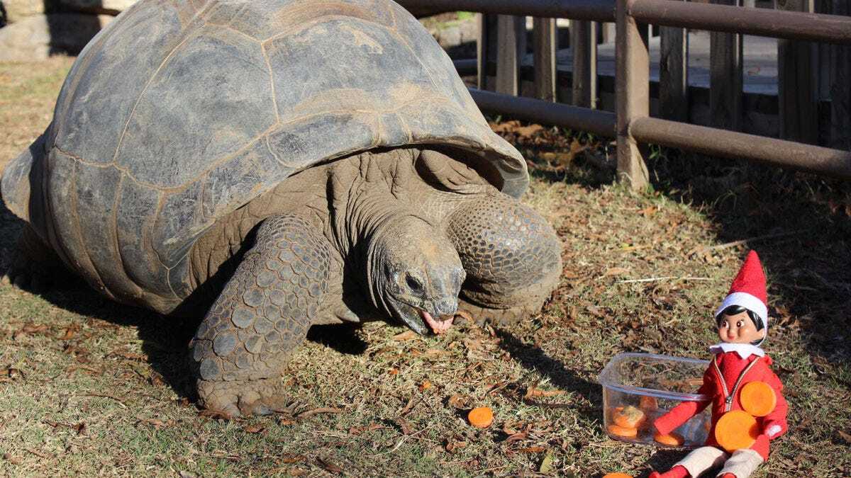 Tulsa Zoo Tortoise Bribed By Elf On Shelf