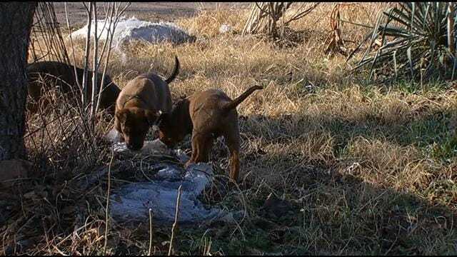 Rural Rogers County Family Stuck With 8 Puppies Left On Their Doorstep