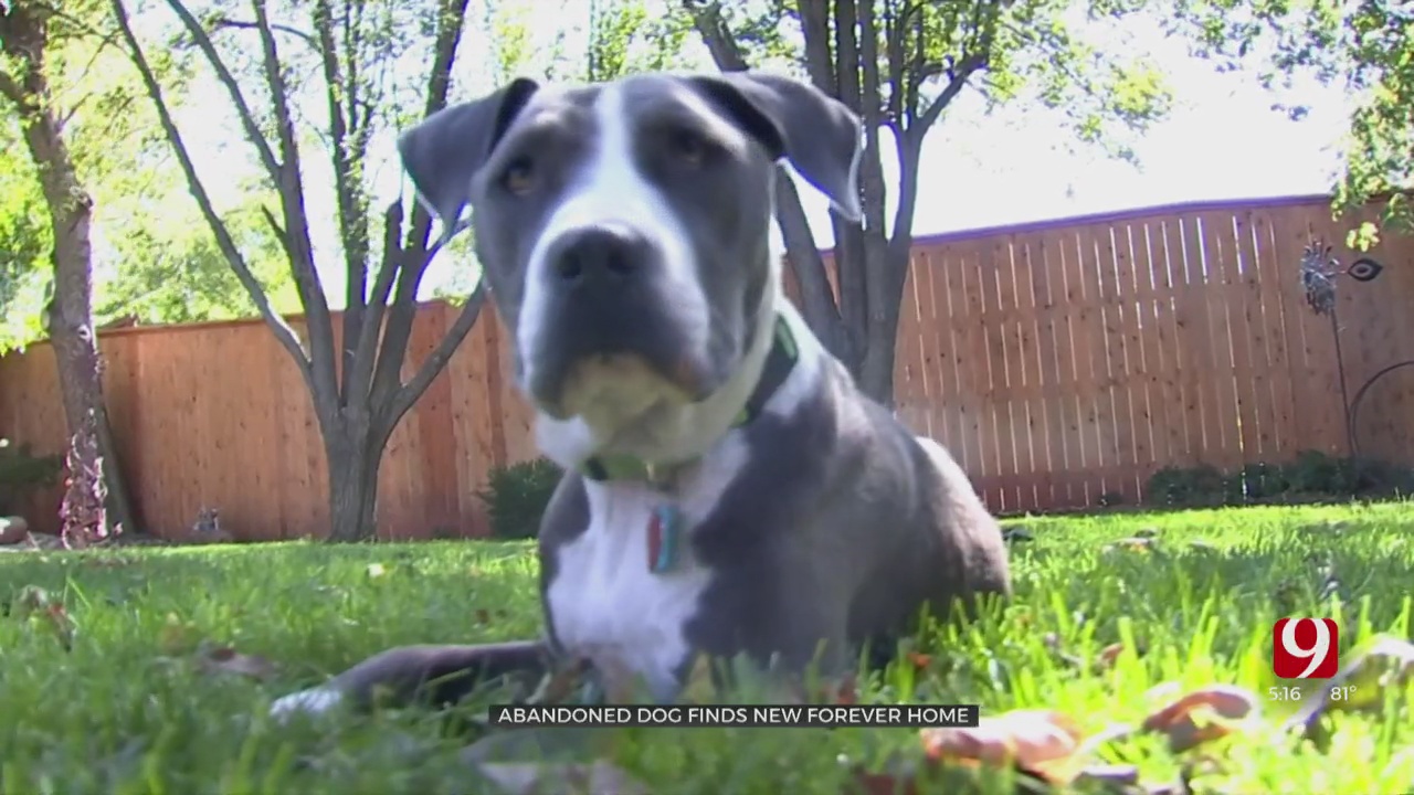 Abandoned Dog Finds New Forever Home After Getting Help From OKC Animal Welfare Volunteer