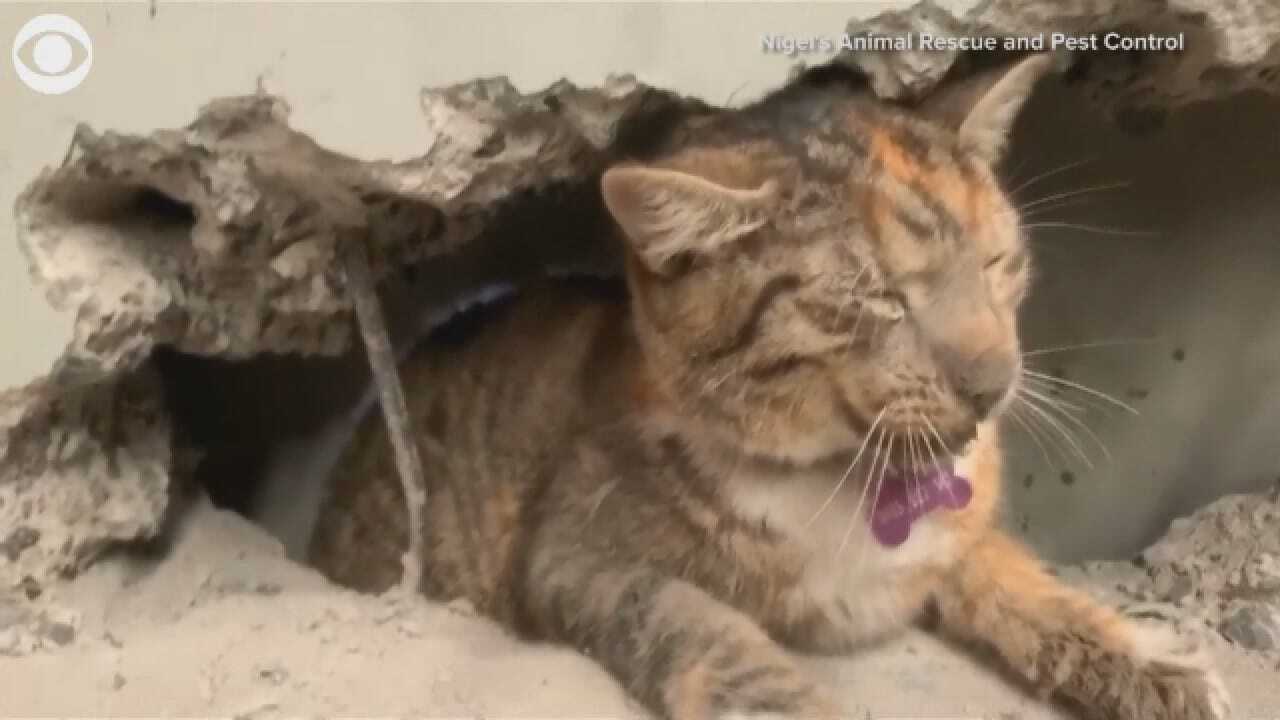 Cat Rescued After Being Trapped In A Wall