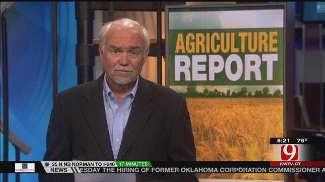 AG REPORT: Corn Crops Emerging