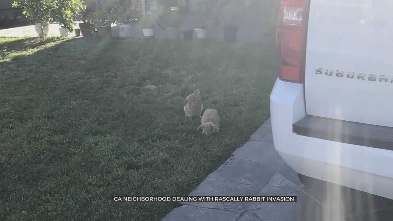 Rabbits Invade California Neighborhood
