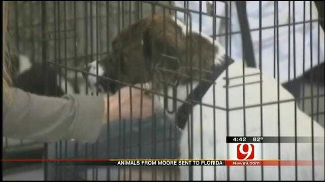 Animals Rescued Before OK Storms Sent To Florida Shelter Due To Overcrowding