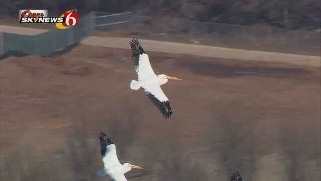 Osage SkyNews 6 HD Spots Flock Of Pelicans Flying Over The Arkansas River In South Tulsa