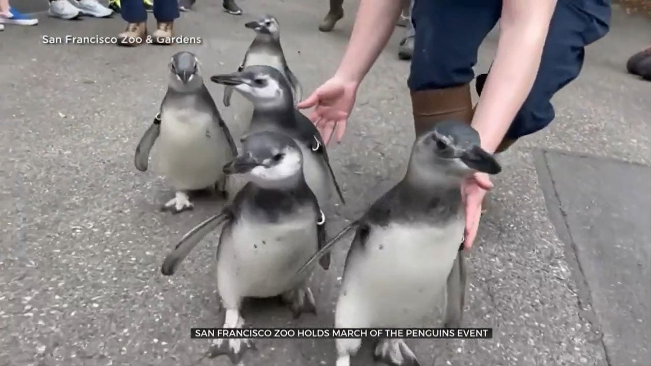 ‘March Of The Penguins’ Makes Return At San Francisco Zoo