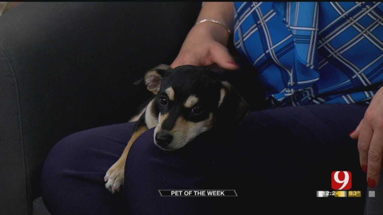 Pet Of The Week: Meet Bubba