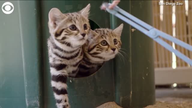 TOO CUTE! Meet The New Black-Footed Kittens At The San Diego Zoo
