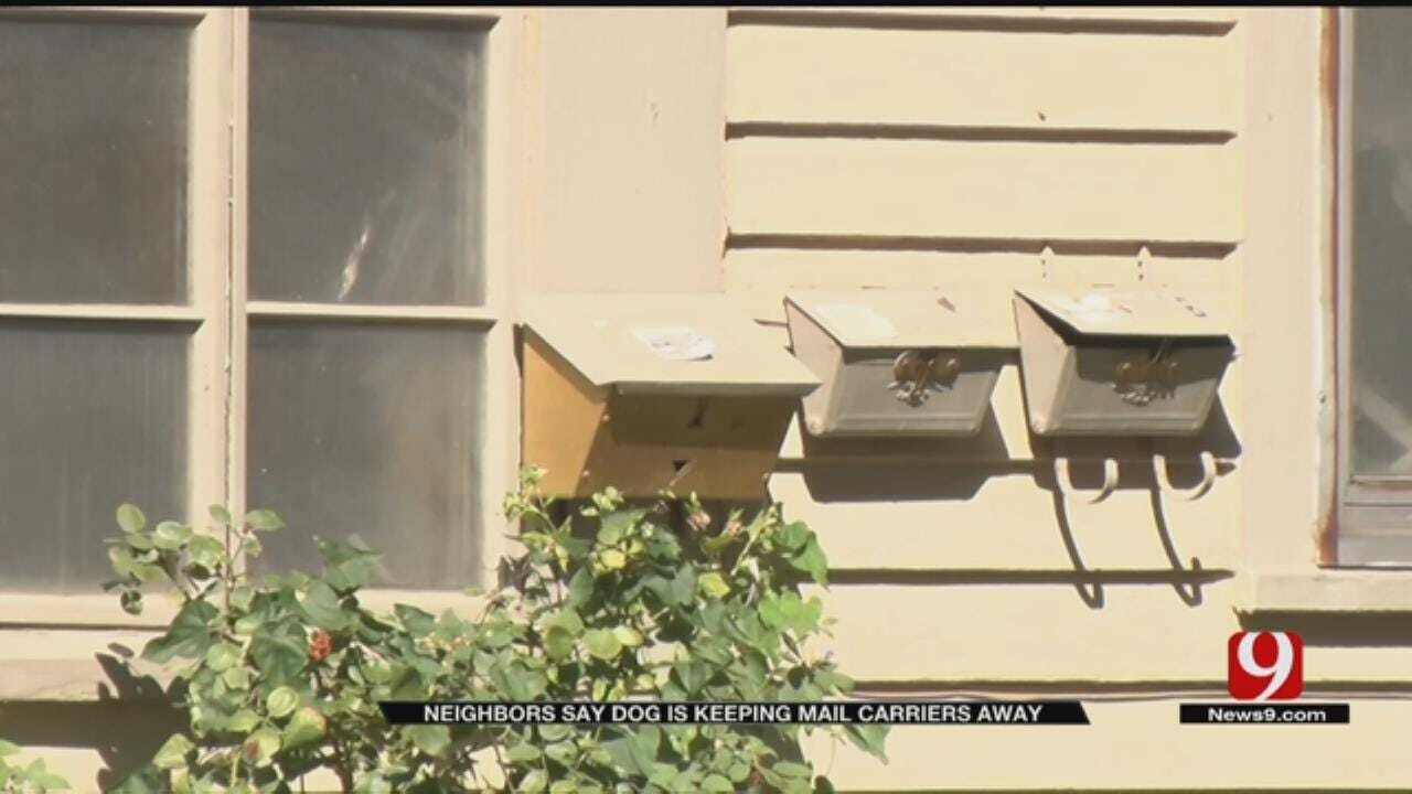 NW OKC Neighbors Say Aggressive Dog Halted Mail Service