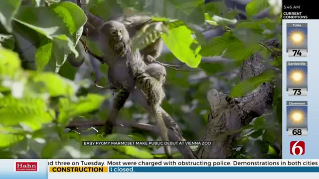 Watch: Baby Pygmy Marmoset Makes Debut At Vienna Zoo