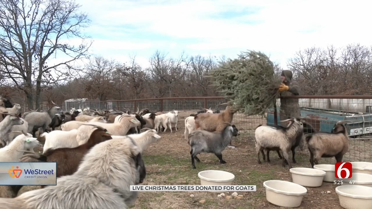 Sapulpa Goat Farm Asks For Christmas Trees, Says The Animals Love To Eat Them