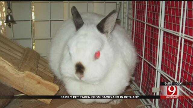 Bethany Woman Hopes Bandit Returns Her Pet Bunny