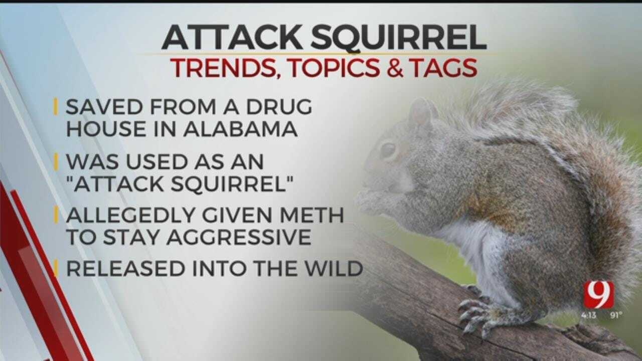 Trends, Topics & Tags: ‘Attack Squirrel’
