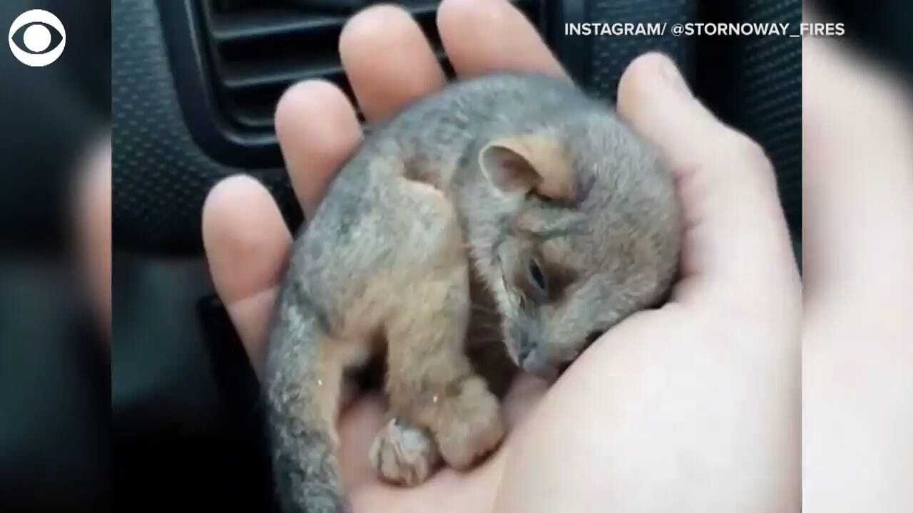 WATCH: Farmer Rescues Baby Ringtail Possum In Australia