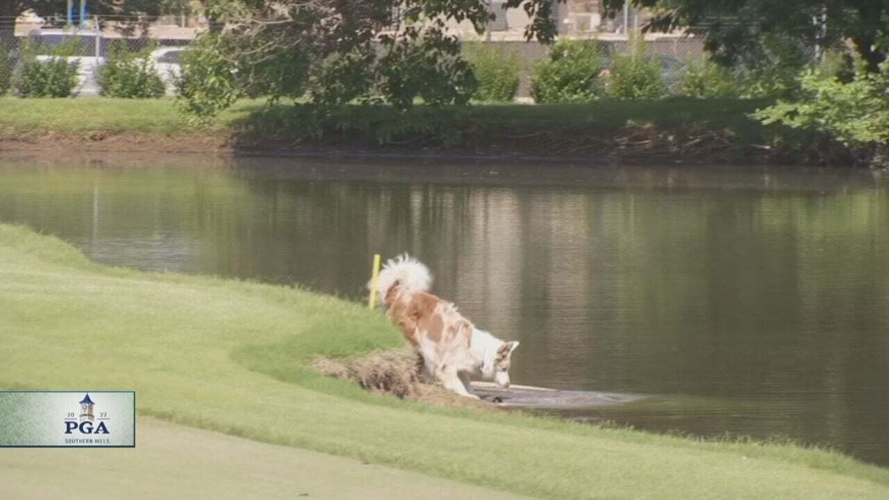 PGA Championship: Dog Helps Keep Geese Away At Southern Hills Country Club