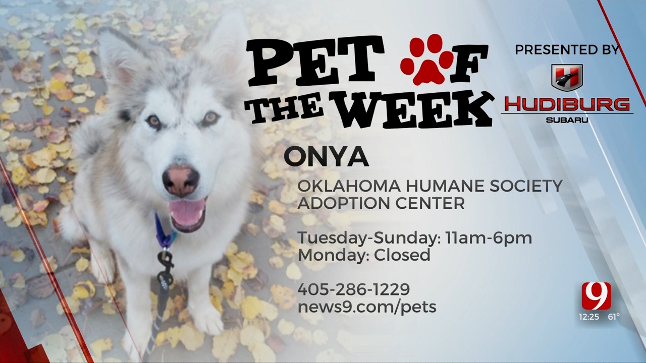 Pet Of The Week: Onya