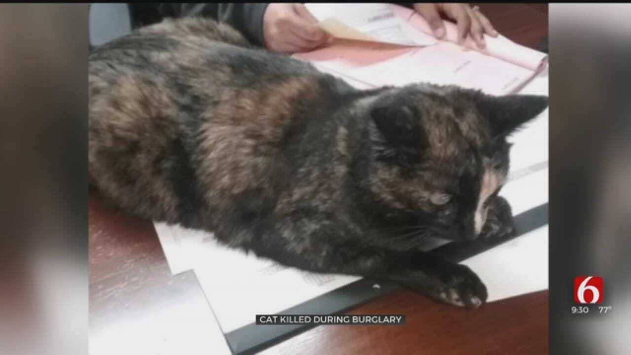 Office Cat Killed During Tulsa Office Robbery