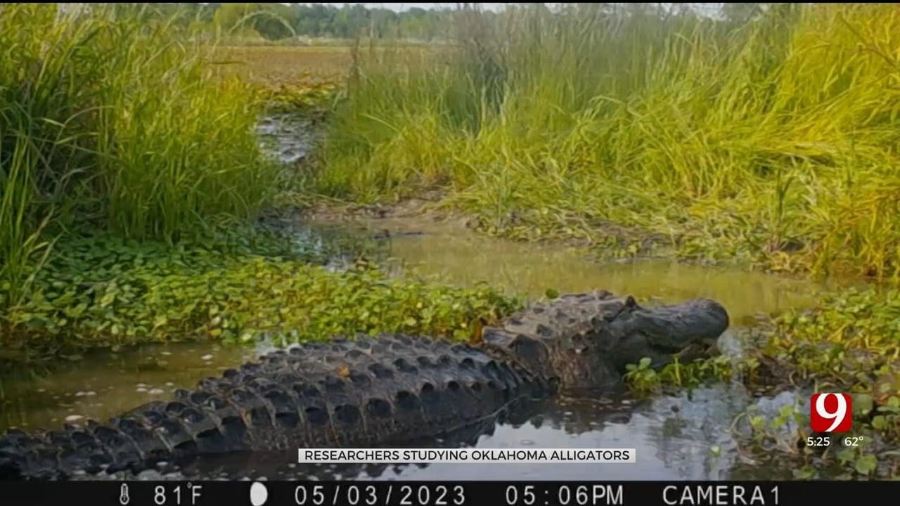 Wildlife Researchers Trap, Measure Alligators Near Idabel