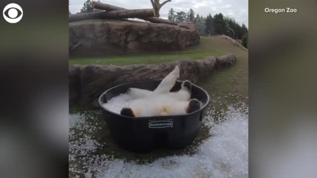 WATCH: A Polar Bear Enjoys An Ice Bath
