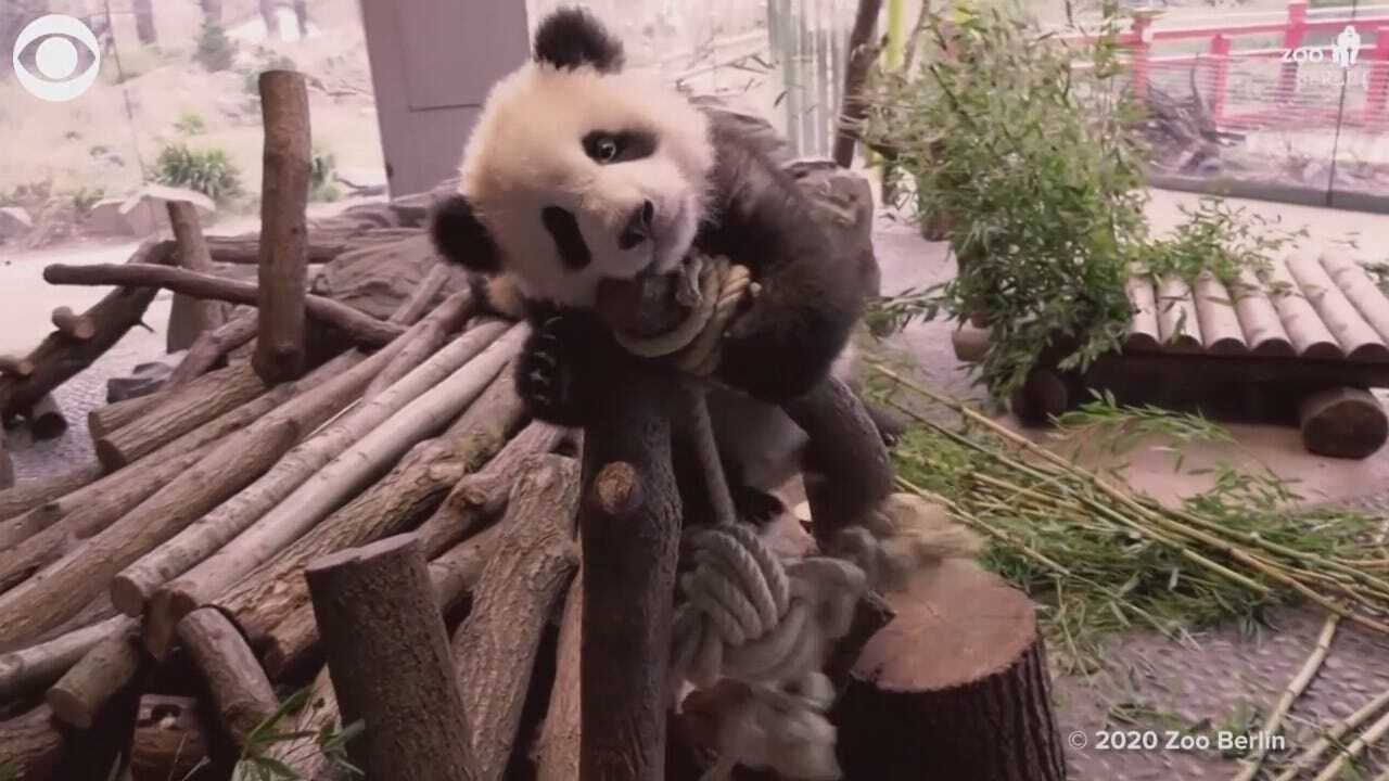 Watch: Panda Twins Play With New Toys