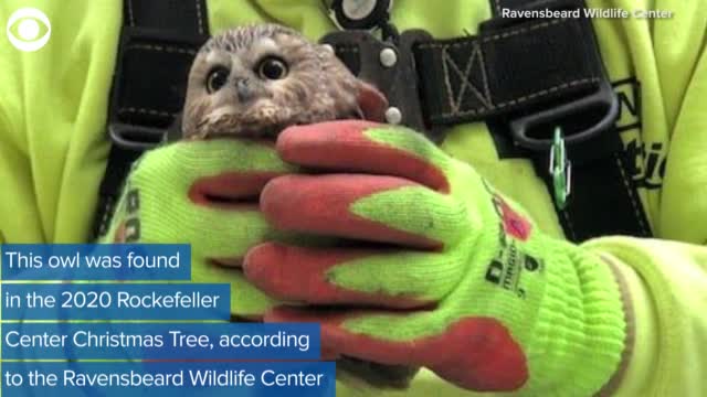  Watch: Owl Found In Rockefeller Center Christmas Tree 