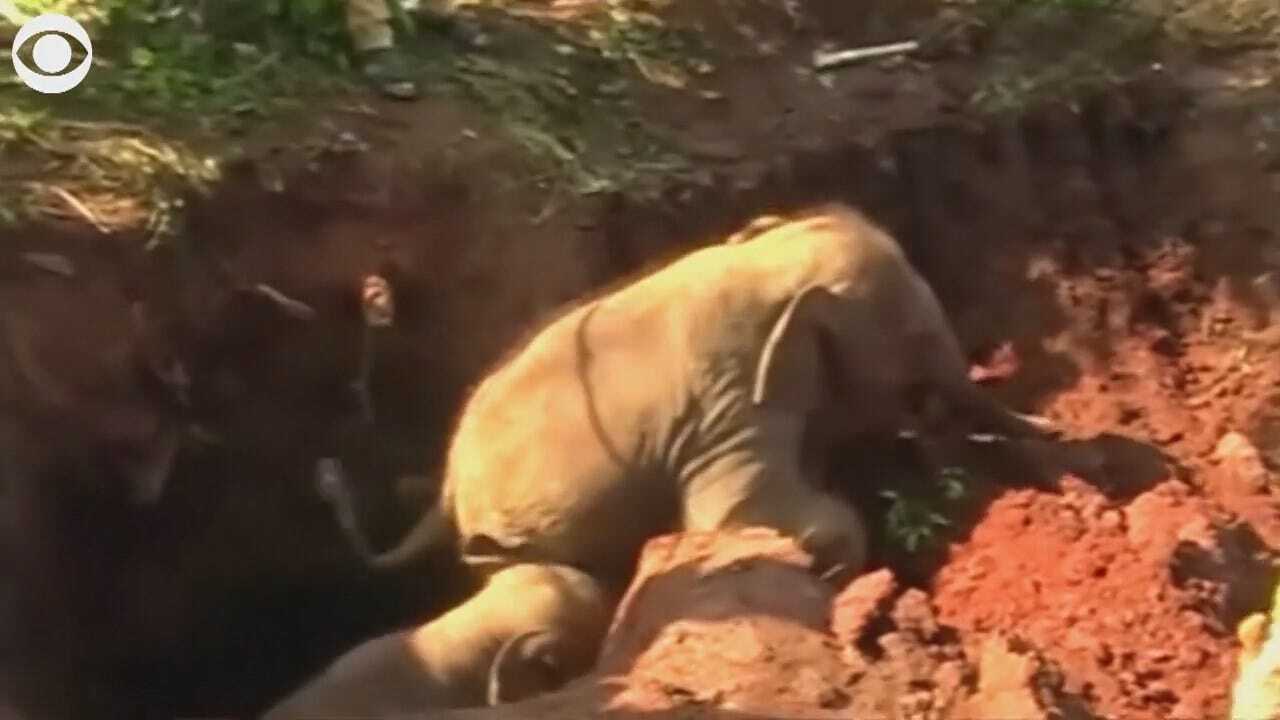 WATCH: Baby Elephants Rescued From Hole