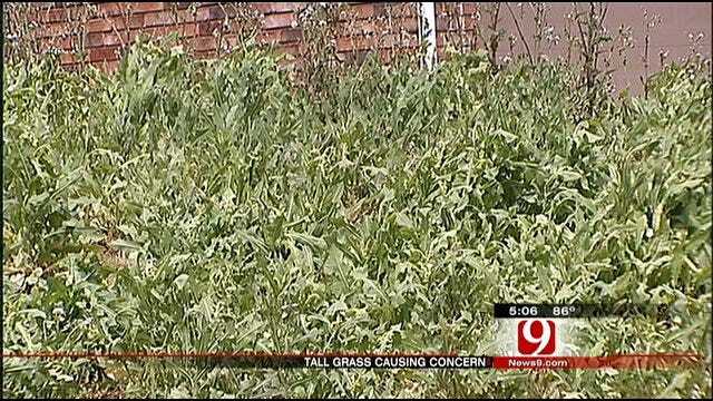 Tall Grass, Weeds A Nuisance In Some OKC Neighborhoods