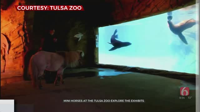 Watch: Miniature Horses Tour Tulsa Zoo