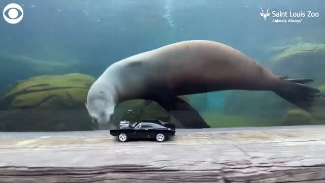 Sea Lions At The Saint Louis Zoo Stay Active, Chase Toy Cars