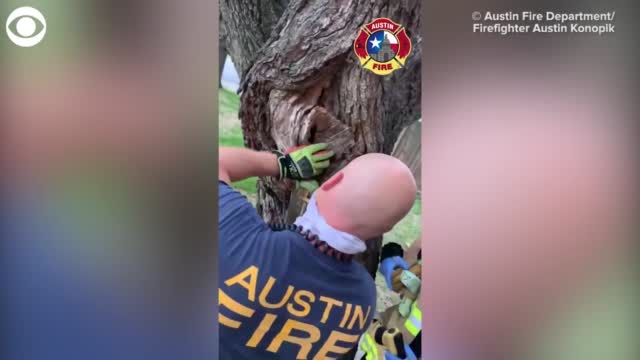 WATCH: Firefighters Rescue Squirrel Stuck In Tree