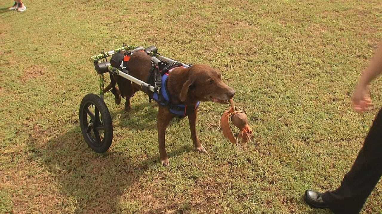 Skiatook Group Helps Rescue Dog Walk Again