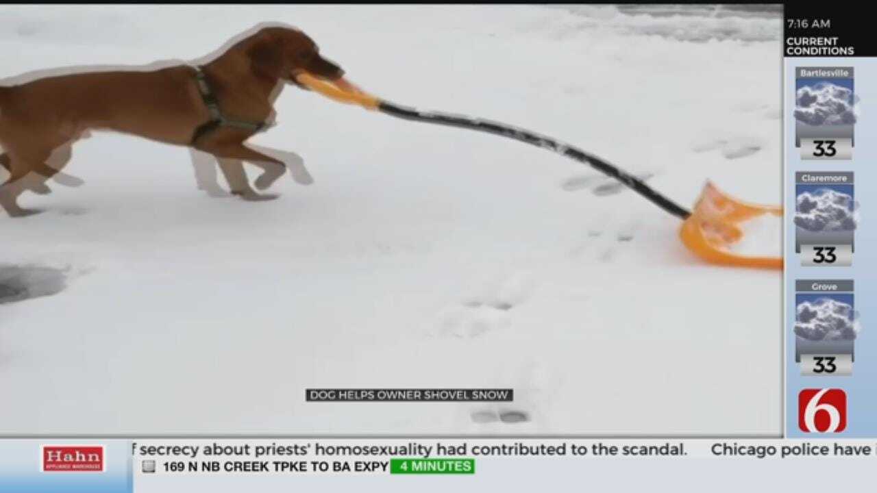 Dog Shovels Snow