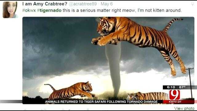 Animals Returned To Tuttle Tiger Safari Park Following Tornado Damage
