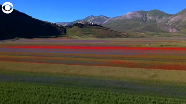 WATCH: Colorful Flower Blooms Emerge In Italy