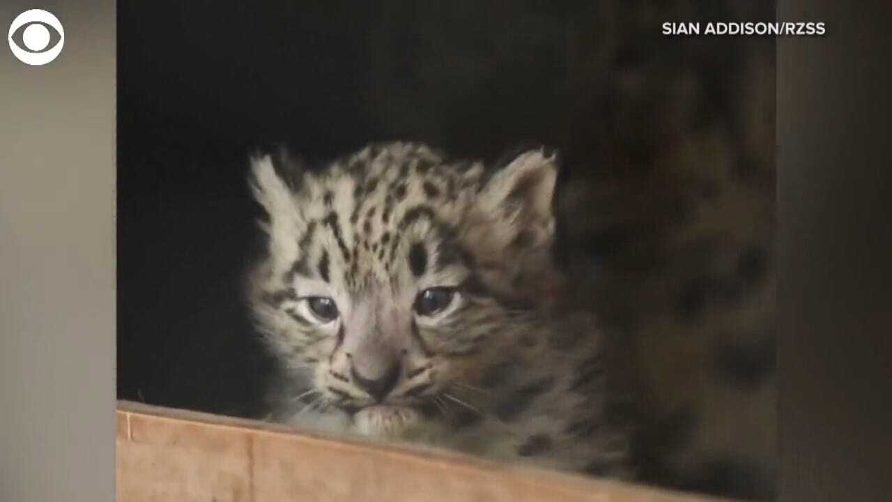 TOO CUTE! Baby Snow Leopards Make Debut
