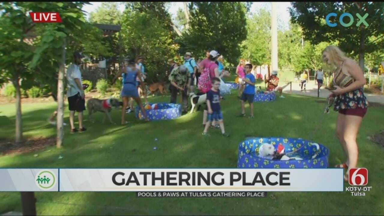 News On 6 Enjoys Pools & Paws At Gathering Place Event